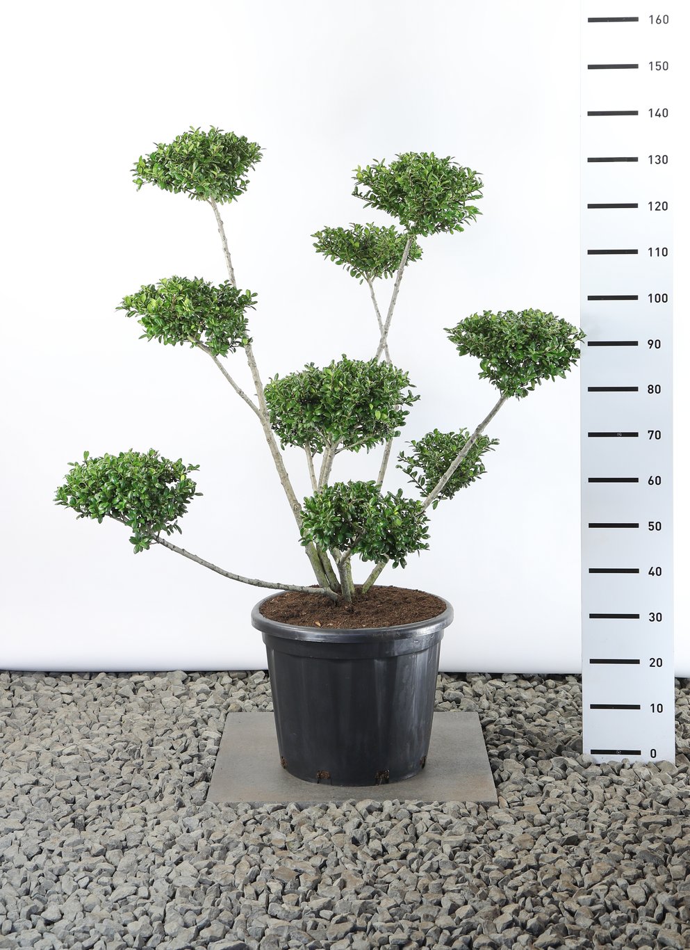 Ilex crenata 'Hetzii' - 80-100 CM Multiplateau EXTRA in Cont.